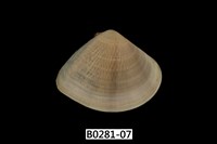 藏品(花蛤)的圖片